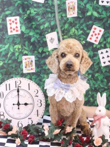 20250417ノンくん